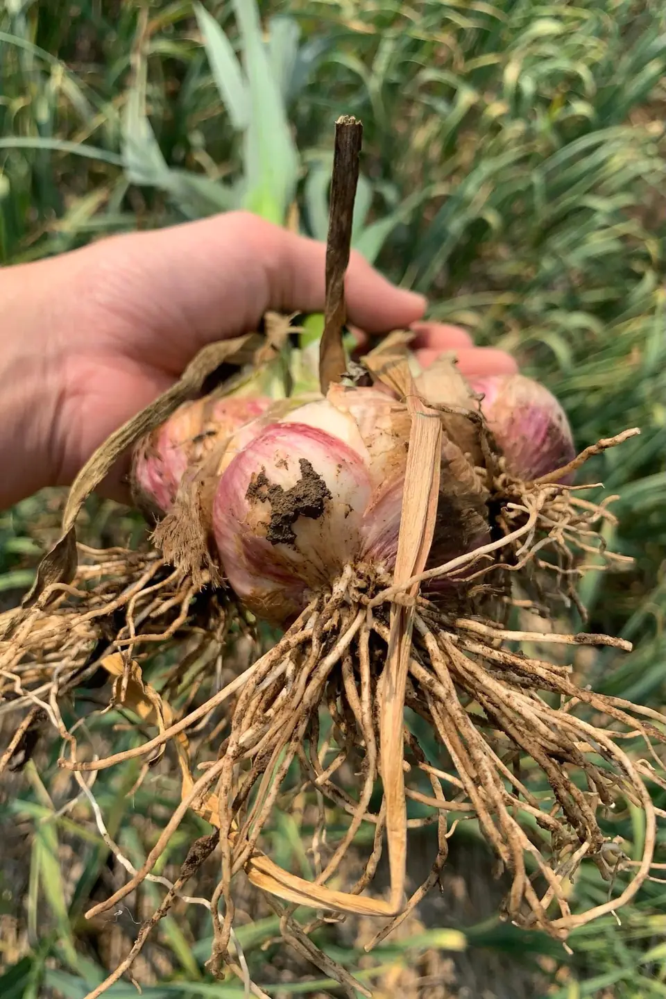 A hand holding a freshly harvested garlic plant with a pink bulb and roots