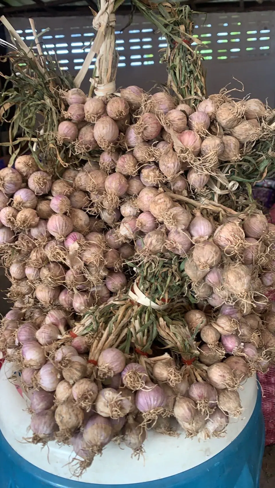 Freshly harvested pink garlic bulbs hanging in a thick bundle