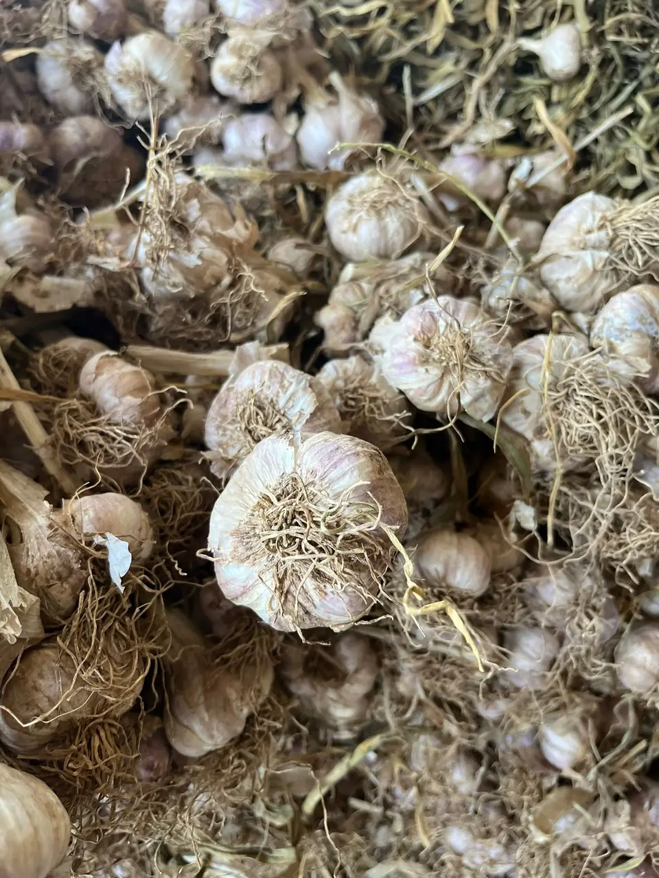 Dried white garlic bulbs with roots