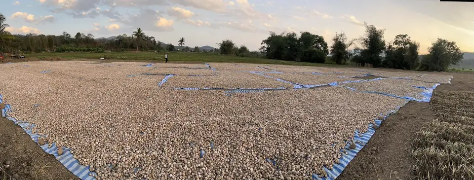 A vast yard of garlic laid out to cure, with trees and a wide sky at the edge