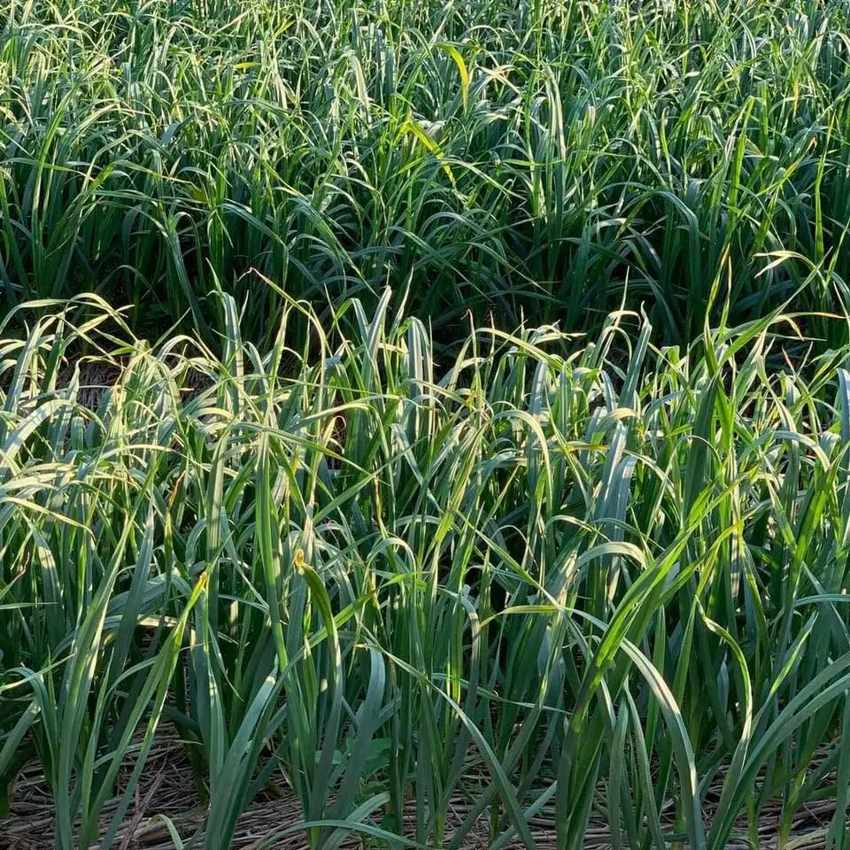 Dense rows of garlic plants