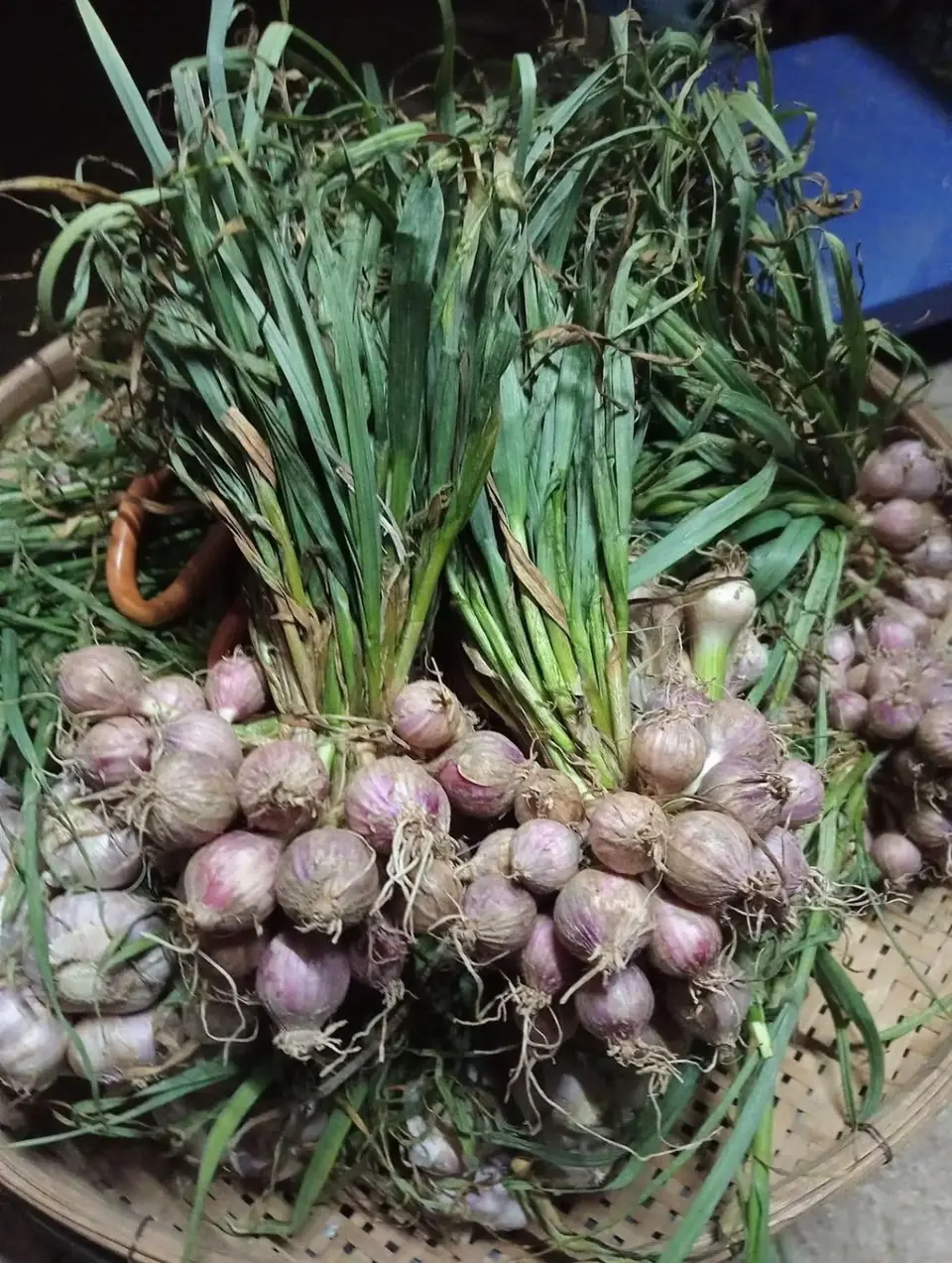 A basket of freshly pulled pink-skinned garlic with green stems