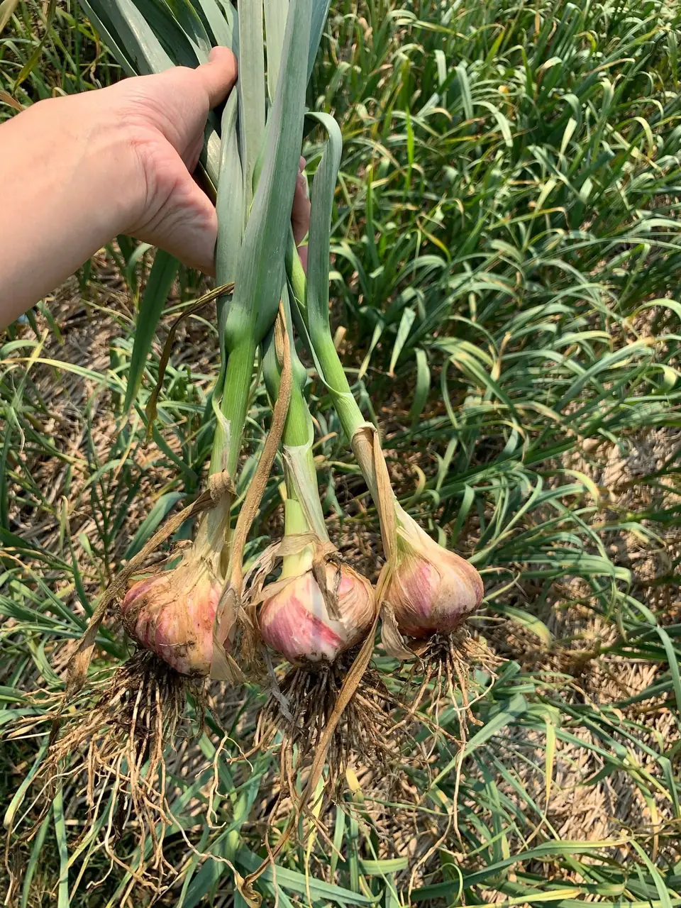 A hand holding freshly harvested garlic plants with pink bulbs