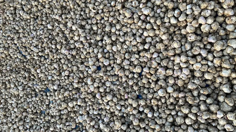 Close-up of hundreds of solo garlic bulbs drying
