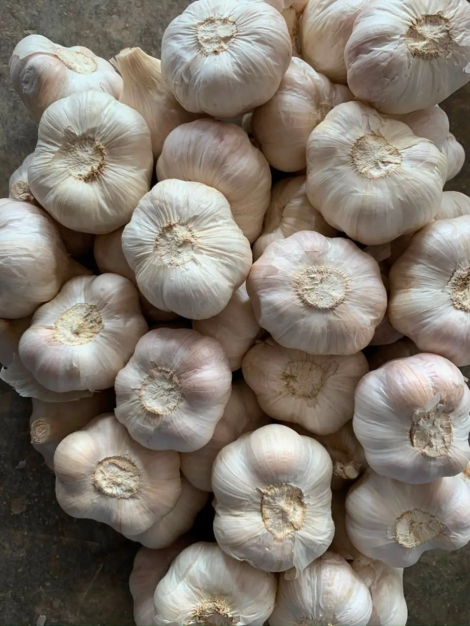 A pile of large white solo garlic bulbs