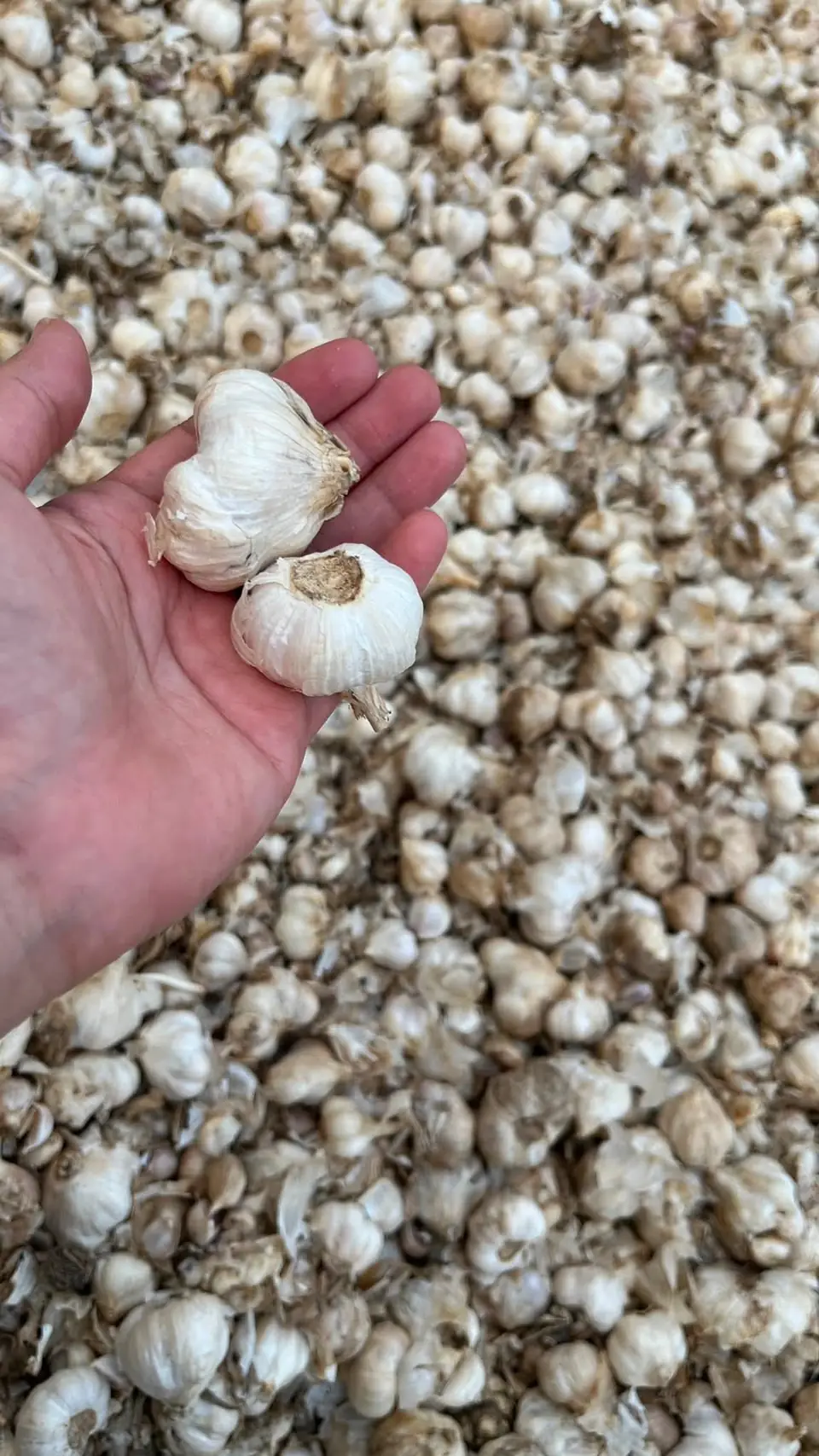 A hand holding solo garlic bulbs above a pile of them